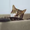 Pair of adorable kittens abandoned in an Aldi bag on the back of a truck