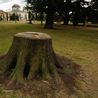 Gardeners who have tree stumps rotting in their garden issued urgent warning