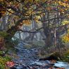 Magical Peak District woodland walk named one of the best in the UK
