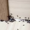 Gardener lists &apos;cheap&apos; household tips to help stop ants from invading your home and garden