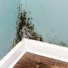 Mould and mildew in homes can be removed with this cheap item from the kitchen shelf