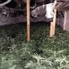 Hundreds of cannabis plants seized during police raid in Buxton