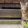 Derby vet issues warning as new law could leave pet owners with hefty fine