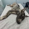 Vet had 'never seen a dog in such poor condition' as woman avoids jail