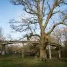 Locals call for 300-year-old oak tree to be protected amid huge £250m A38 expansion plans