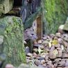 Gardeners told to spray one item on plants to deter hungry rats