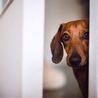 Animal expert says dogs must master this one skill 'to avoid disaster'