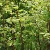 Japanese knotweed hotspot map shows worst affected places - what to look for