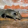 Simple kitchen item that will keep mice away from your home for good