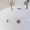 Cleaning guru's 'magic' remedy for keeping spiders and fruit flies out of your home