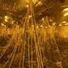 Hundreds of cannabis plants found in former Barclays bank in town centre