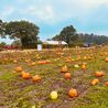 Derbyshire farms axe Halloween pumpkin-picking days after 'worst season ever'