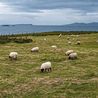 Remote Irish islands offering people up to £40