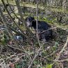 Abandoned Dobermann puppy found cowering in Clay Cross bushes by runner