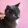 It's time to crown Derbyshire's cutest cat - vote for your favourite in our new poll