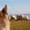 Derbyshire woman's dog attacked 25 sheep and then she bit a police officer
