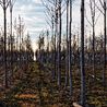 Thousands of trees to be planted in 17 places in Derbyshire countryside