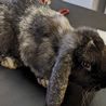 RSPCA appealing for information after &apos;cruel&apos; attack sees rabbits thrown from car and left for dead