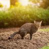 Gardeners urged to buy 'scaredy cat plant' to keep felines away
