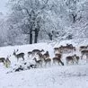 Day of disruption in Derbyshire as dozens of schools closed and several roads shut