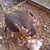 Derby Cathedral welcomes first peregrine falcon chick of the year