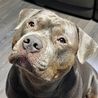 Derby owner left heartbroken as dog he 'didn't know' was an XL Bully may be put down