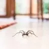 Spiders stay away from homes with one natural ingredient praised by cleaning guru