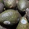Shoppers warned over possible avocado shortage