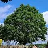 The village at war over plans to cut down 'glorious' 60ft oak tree - which residents fear could crush thatched cottages