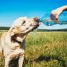 List of eight ways to keep you and your pets cool during UK heatwave