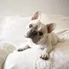 Vet warns against owning these five dog breeds: Includes French Bulldogs and Dachshunds