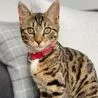 Owner of cat shot in Spondon says perpetrator who left pet with awful spinal injury is &apos;evil&apos;