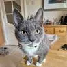 Miracle West Hallam cat that survived devastating fire named cutest in Derbyshire