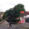 Fallen trees