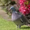 Three surprising plants that will stop pigeons landing in your garden as they &apos;hate&apos; the smell