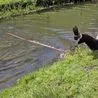 Pals left in stitches as dog pulls one of them into river