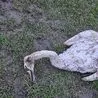 Swan killed after being mauled by husky dog on Derbyshire border
