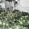 Arrests after cannabis raids in six places across Derbyshire