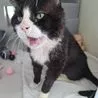 Homes needed for record number of cats and kittens at Derbyshire shelter