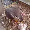 Chance to see Derby's peregrine chicks in person at first Cathedral Green event