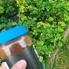 Sprinkling coffee on your garden could rid common problem