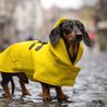 Vet shares which dog breeds need coats in winter - and what signs to look out for