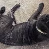 Chesterfield woman banned from keeping pets after ignoring warnings over dog&apos;s painful condition