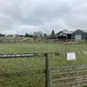 Peak District donkeys of all shapes and sizes living their best life in the countryside