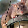 Pest expert shares 4 effective tricks to make rats 'scurry away'