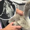Baby swan shot with catapult amid epidemic of violence against birds