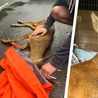 Small roe deer rescued after being hit by car near Derby could have been victim of illegal hunting