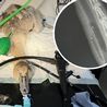 Baby swan 'nearly died' after swallowing fishing hook and line at Derby park