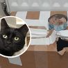 Cat left abandoned in taped-up cardboard box with tin of tuna needs new home
