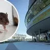 Mouse caught running under tables at council&apos;s Derby Arena cafe